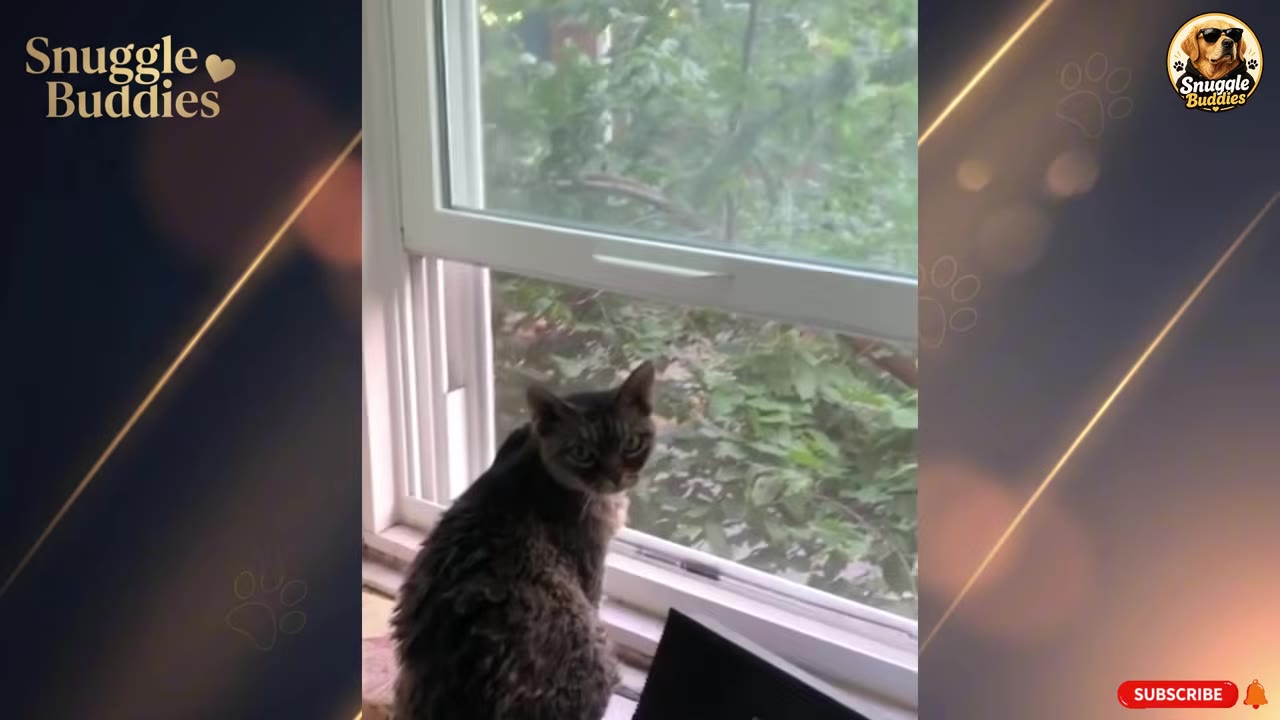 A dark tabby cat sitting on a windowsill inside a house, looking back over its shoulder toward the camera.