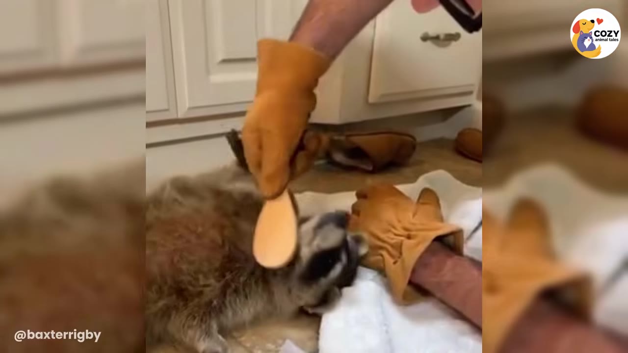 A raccoon lying on its back on a white towel while a person wearing thick brown leather gloves gently brushes its fur with a small wooden brush.