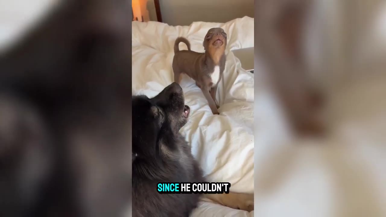 A fluffy dark grey dog and a small brown puppy sit on a white bed, both with their heads tilted back and mouths open as if howling.