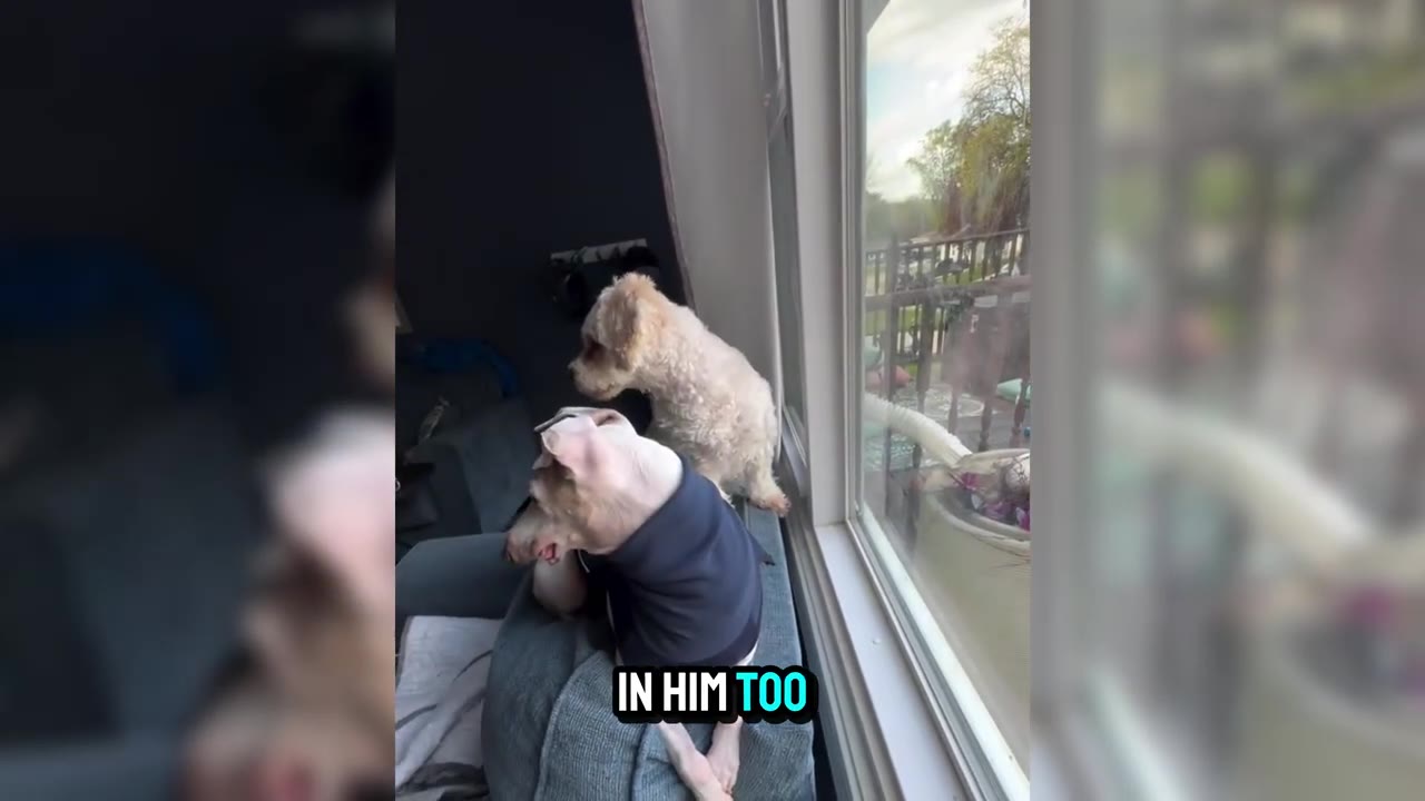 A small greyhound wearing a blue sweater and a fluffy white dog look out of a large window together.