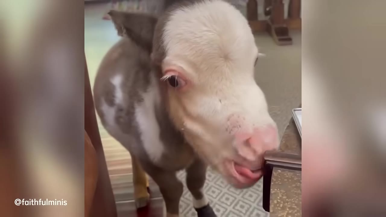 A close-up shot of a miniature horse with a white face and brown patches, licking the edge of a wooden table indoors.