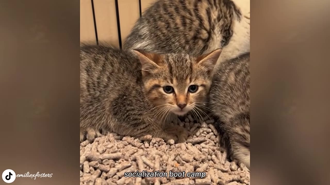 A close-up shot of a small tabby kitten sitting in a litter box filled with wood pellets, looking directly at the camera with a slightly anxious expression.
