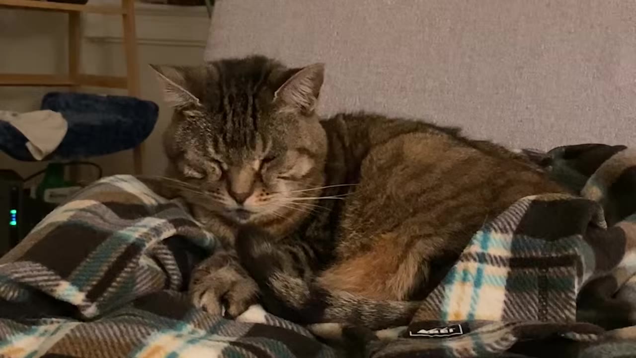 A brown tabby cat sleeping peacefully curled up on a blue, white, and brown plaid blanket.