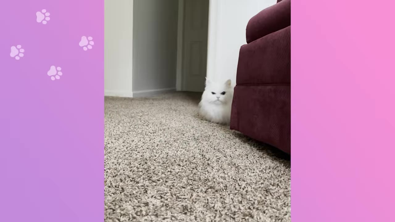 A fluffy white cat with a grumpy expression peeks out from behind a purple sofa onto a carpeted floor.