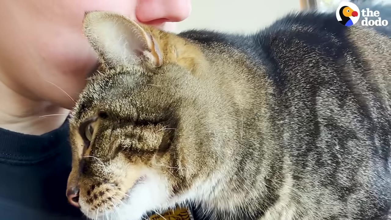 A close-up of a tabby cat leaning affectionately against a person's face.