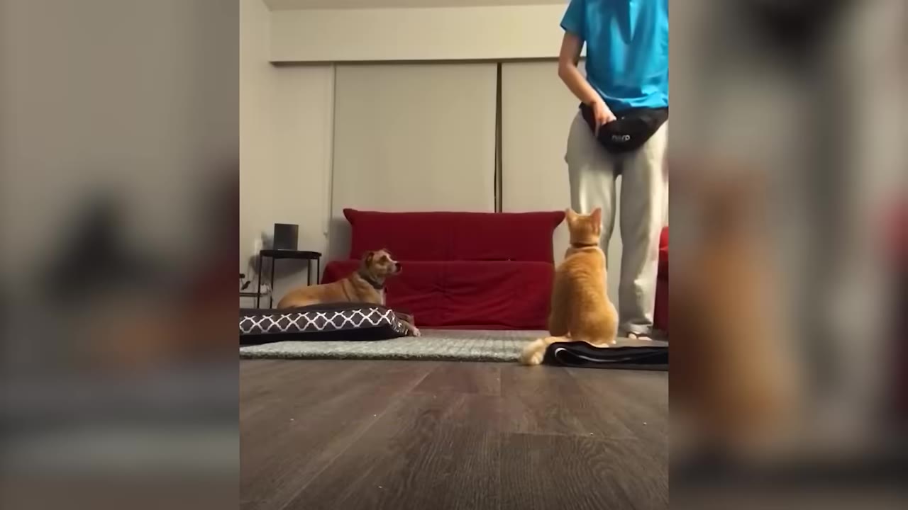 An orange cat sits on the floor looking up at a person, while a brown dog lies on a pet bed in the background of a living room.