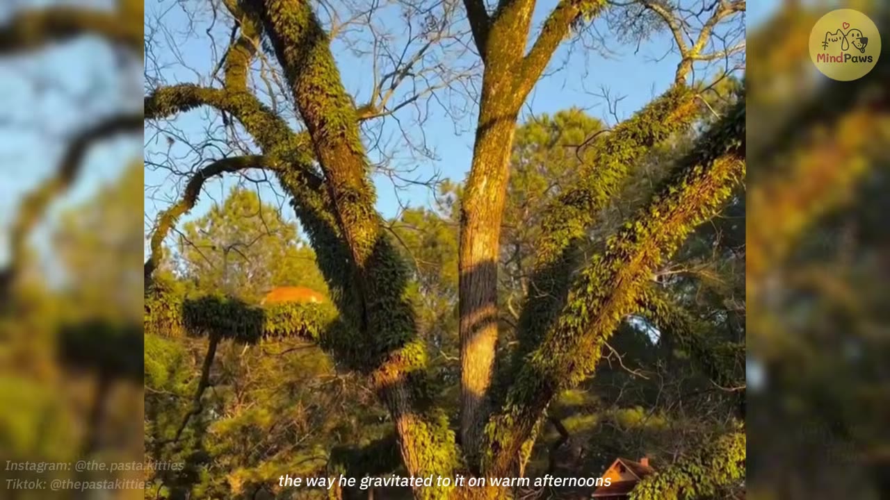 An orange cat nestled high up on a moss-covered branch of a large, sunlit tree.