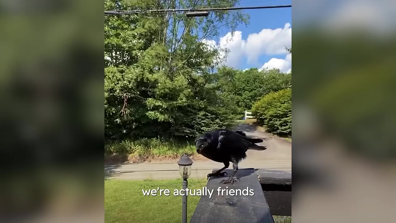 A close-up shot of a black crow perched on a wooden porch railing with green trees and a blue sky in the background.
