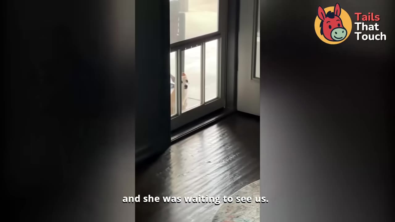 A small tan and white dog looking through a glass door from the outside patio.