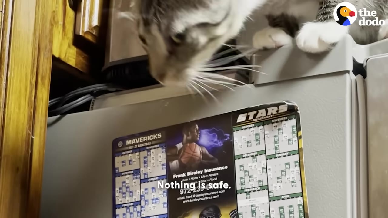 A tabby and white cat peers down from the top of a refrigerator, which has sports calendars on the front.