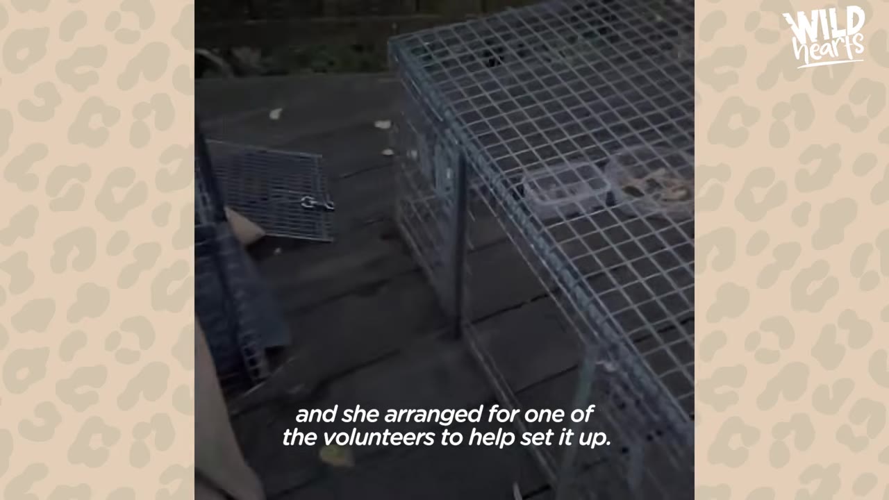 A wire cage trap set up on a wooden deck to safely capture an animal.