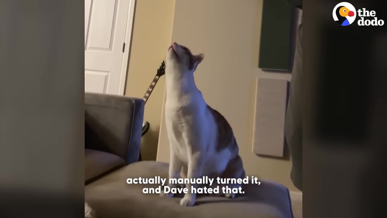 An orange and white cat sits on a grey ottoman, tilting its head back to look straight up at the ceiling.
