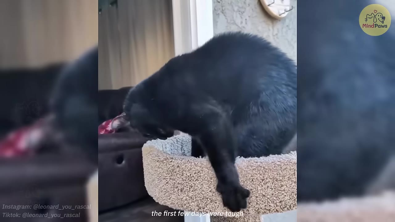 A black cat on a cat tree with the subtitle 'the first few days were tough' displayed at the bottom.