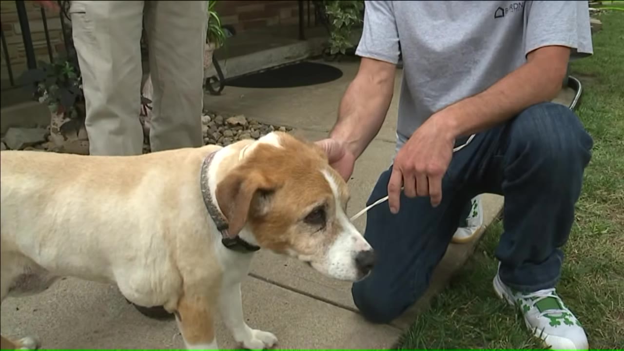 A man in a grey t-shirt and blue jeans kneels on the grass, gently petting a tan and white dog wearing a collar.