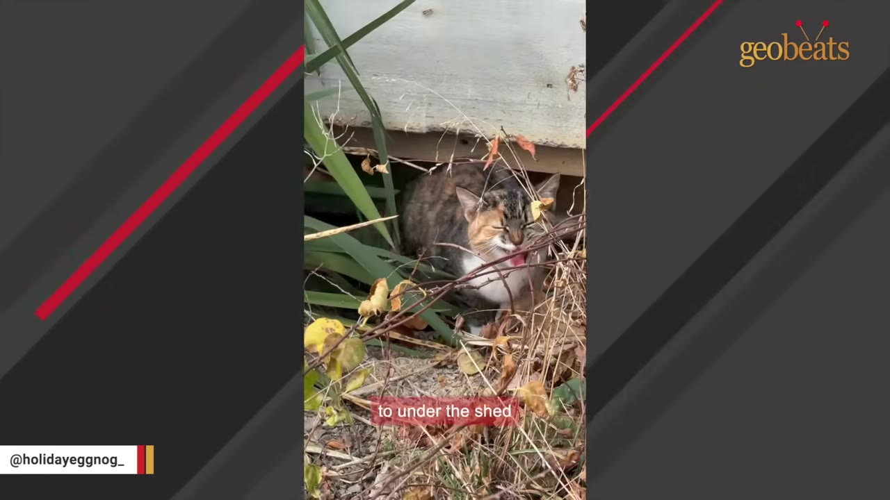 A calico and tabby cat huddles under the edge of a white wooden shed, surrounded by dry leaves and green plants.