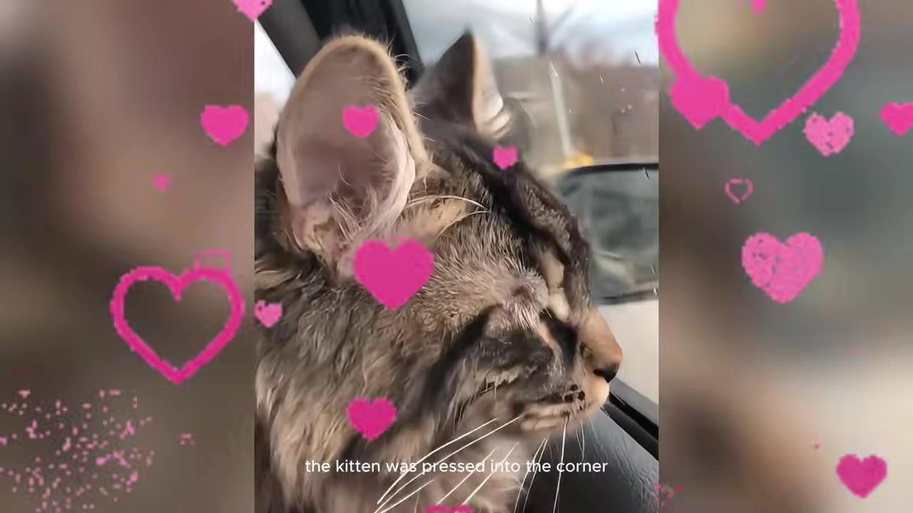 A close-up of a fluffy tabby kitten looking out a window, with pink heart graphics overlaid on the frame.
