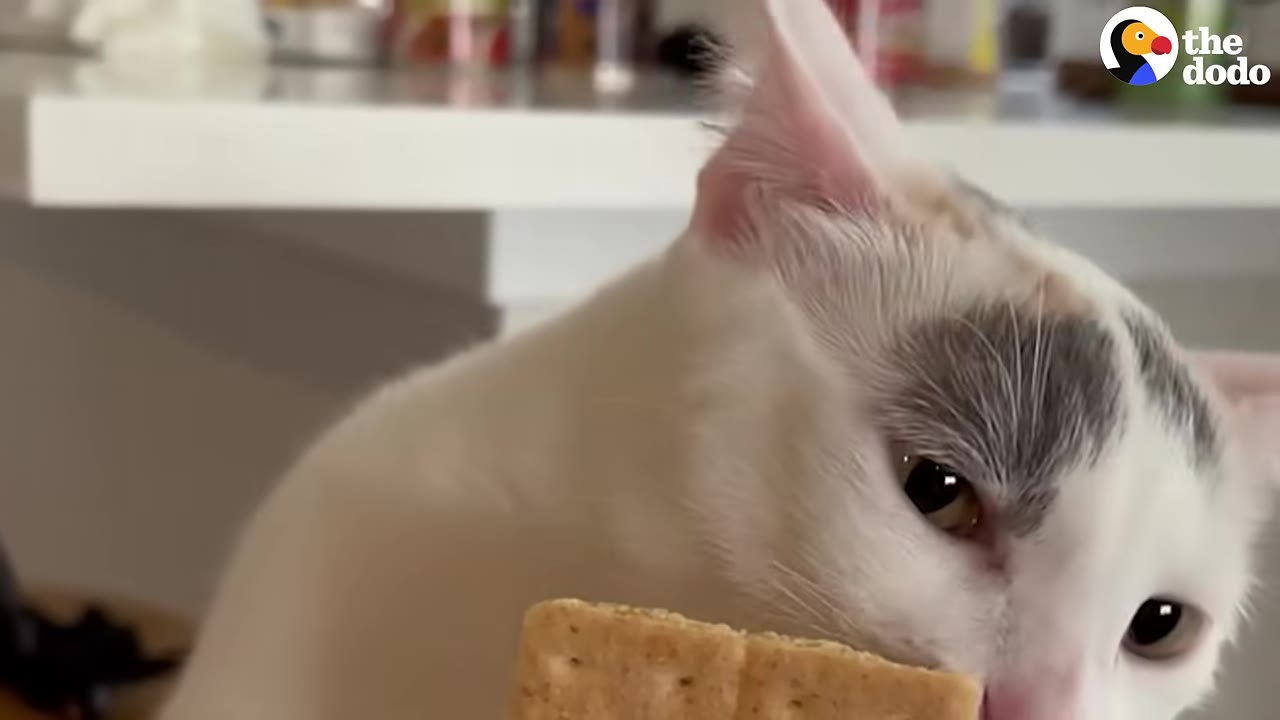 A close-up of a white cat with grey patches on its head sniffing a graham cracker.