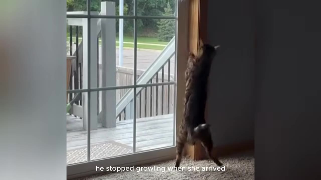 A brown tabby cat stands on its hind legs, clinging to the wooden frame of a sliding glass door looking outside.