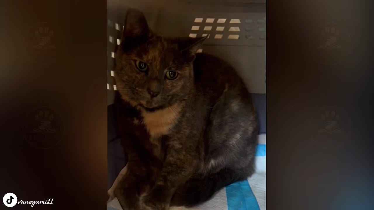 A close-up shot of a tortoiseshell cat sitting inside a pet carrier, looking directly at the camera with wide eyes.