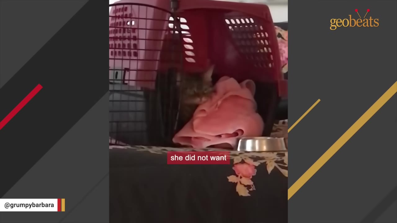 A small tabby cat hides inside a red plastic pet carrier next to a pink blanket, looking out cautiously.