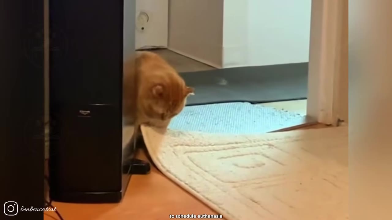 An orange cat peers out from behind a black speaker in a room, with subtitles reading 'to schedule euthanasia'.