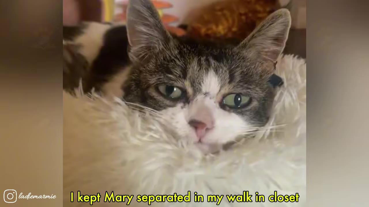 A close-up shot of a brown and white cat resting in a fluffy white pet bed.