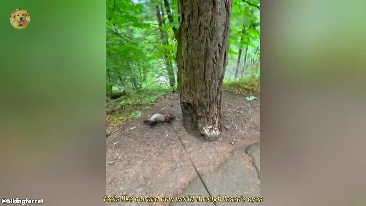 A small ferret wearing a harness and leash walks on a dirt path in a lush green forest next to a large tree trunk.