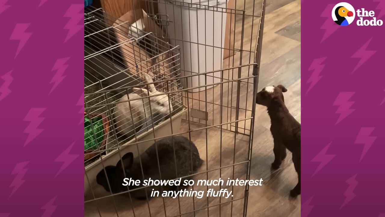 A small brown baby goat with a white patch on its head stands outside a wire pen, looking in at a white rabbit and a dark grey rabbit.