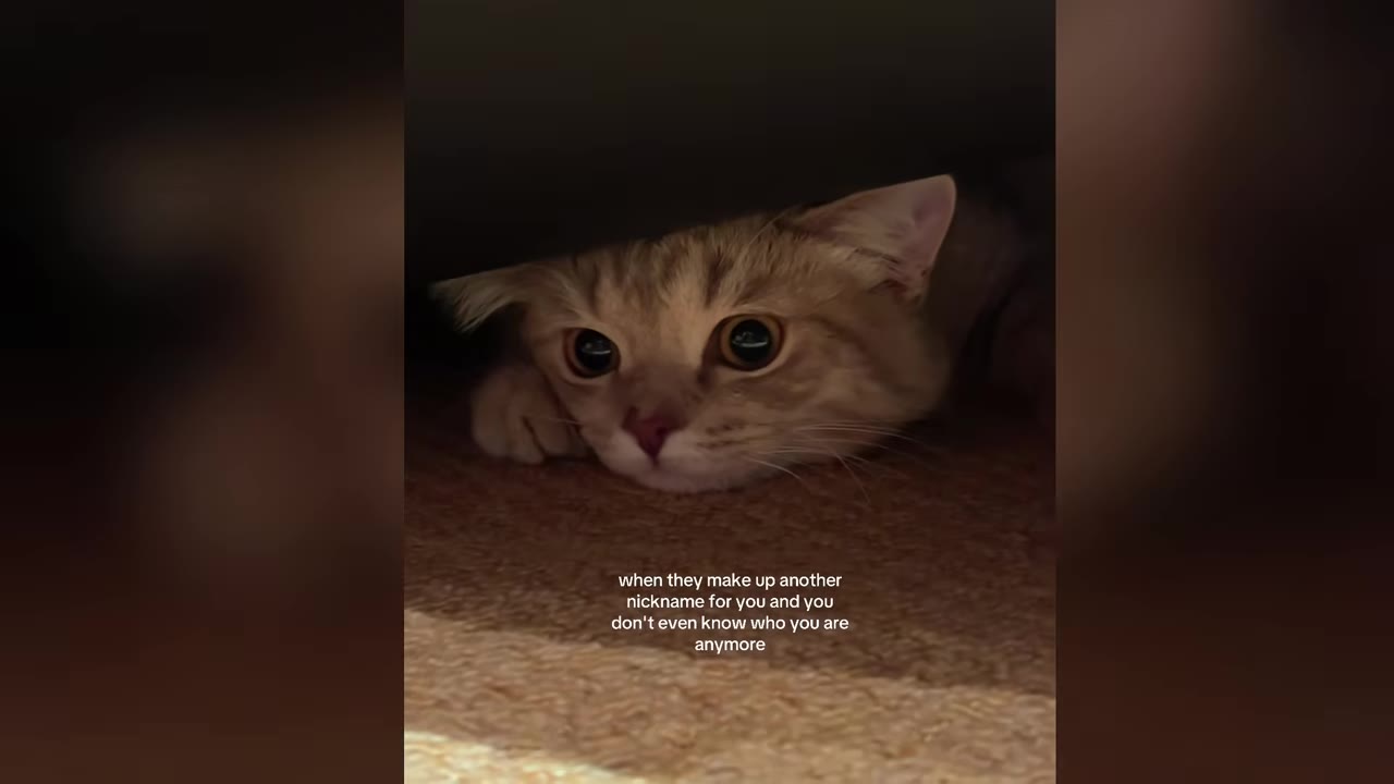 A small, light brown tabby kitten peeks out from a dark space under furniture, looking cautious with wide eyes.