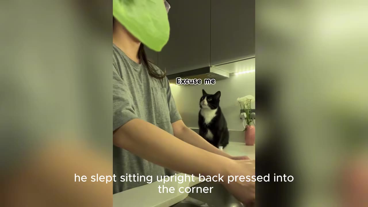 A black and white tuxedo cat sitting upright in the corner of a kitchen counter behind a person.