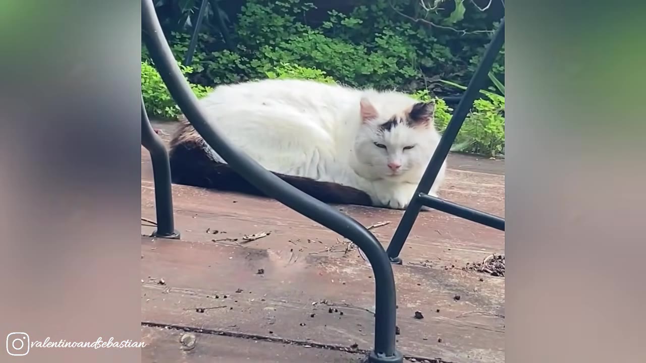 A white cat with dark patches on its head and tail lies on a wooden deck, squinting its eyes gently towards the camera.