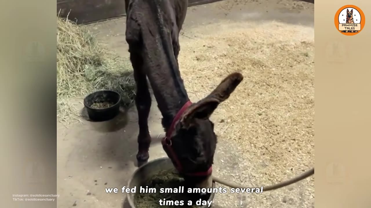 A thin dark brown donkey wearing a red halter eats food from a metal bowl on a concrete floor inside a barn.