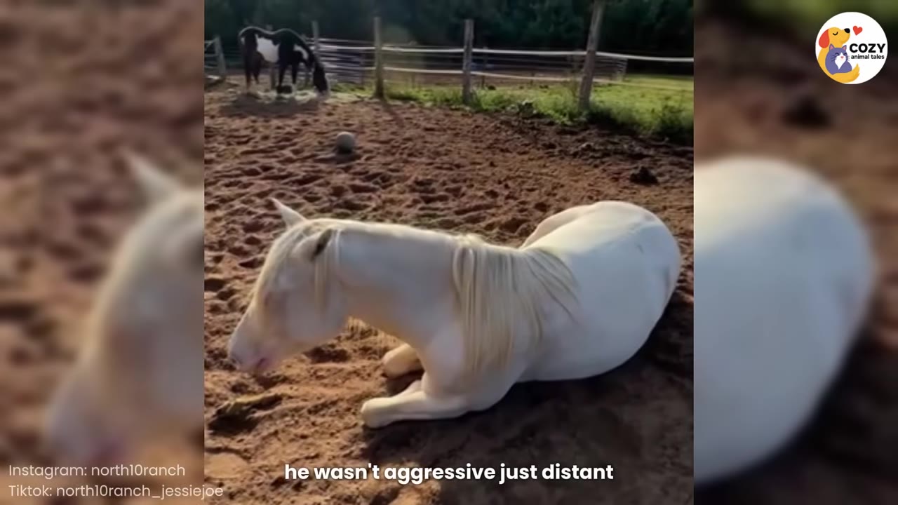 A white horse lies on the dirt ground in a paddock, with another horse visible in the background near a fence.