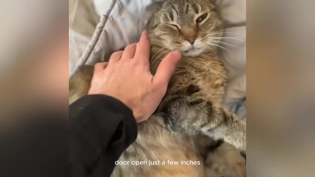A close-up of a person's hand gently petting a tabby cat lying on a blanket, with the cat looking directly towards the camera.