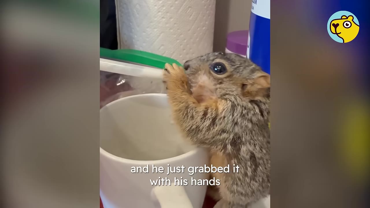 A close-up shot of a small baby squirrel holding a syringe feeder with its paws while standing next to a white mug.