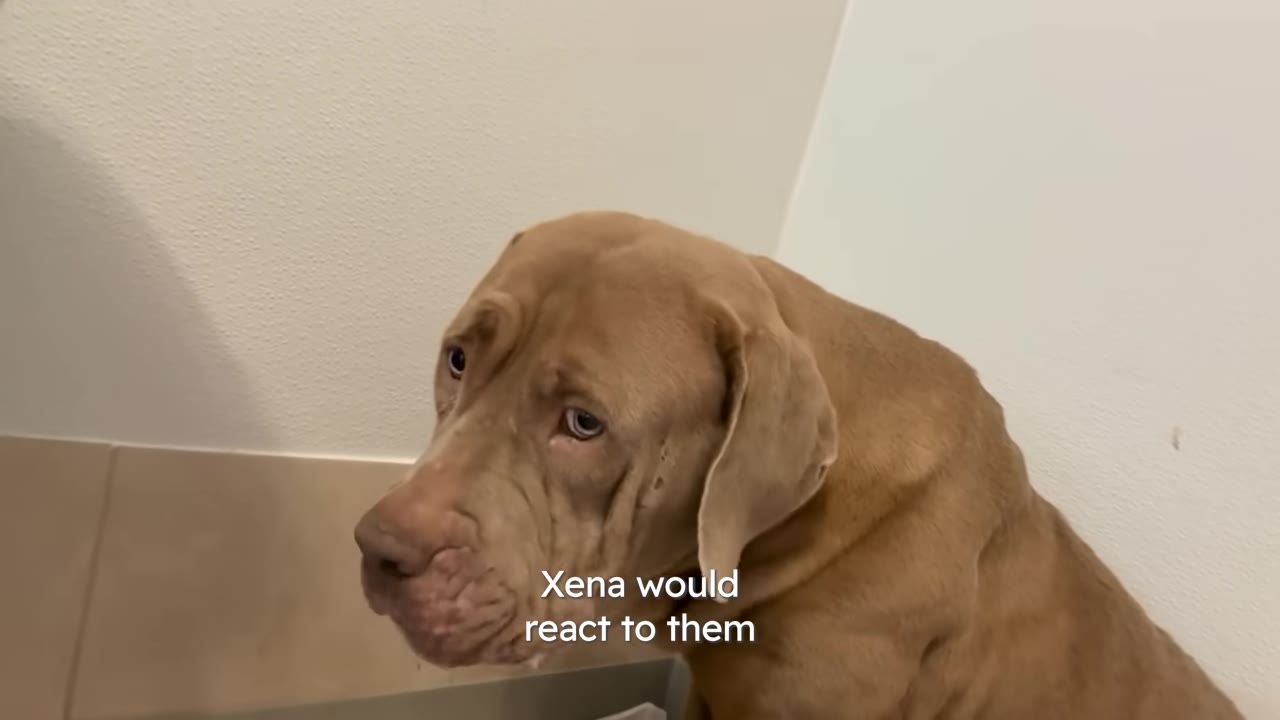 A close-up of a brown dog looking anxious and uncertain, with text overlay reading 'Xena would react to them'.