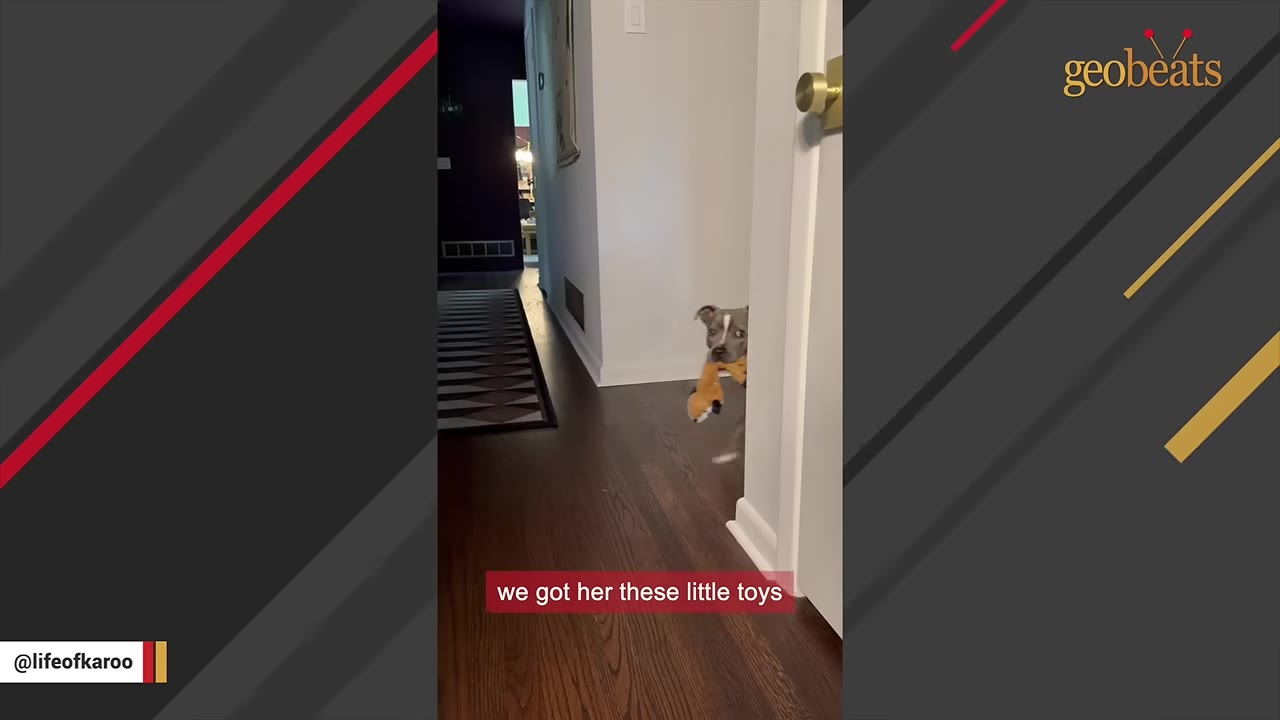 A grey and white dog peeks around a white doorframe in a hallway while holding a plush toy in its mouth.