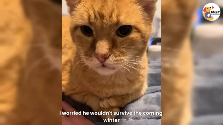 Pennsylvania Vet Tech Saves 18-Year-Old Barn Cat, And His Transformation Stuns Everyone