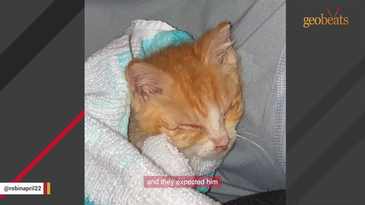 A close-up of a small orange and white kitten wrapped in a blue and white towel, with its eyes closed, appearing weak and lethargic.
