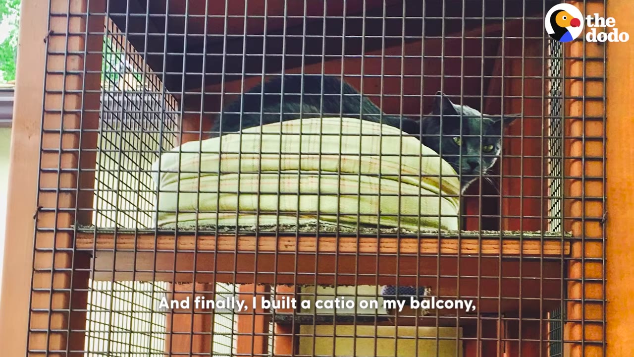 A black cat sits inside a wooden catio structure on a balcony, looking through the wire mesh.