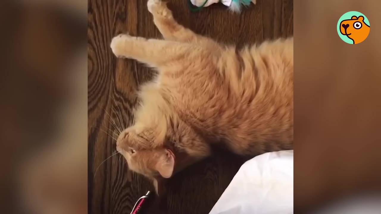 An orange tabby cat lying on its back on a dark wooden floor, stretching its front paws.