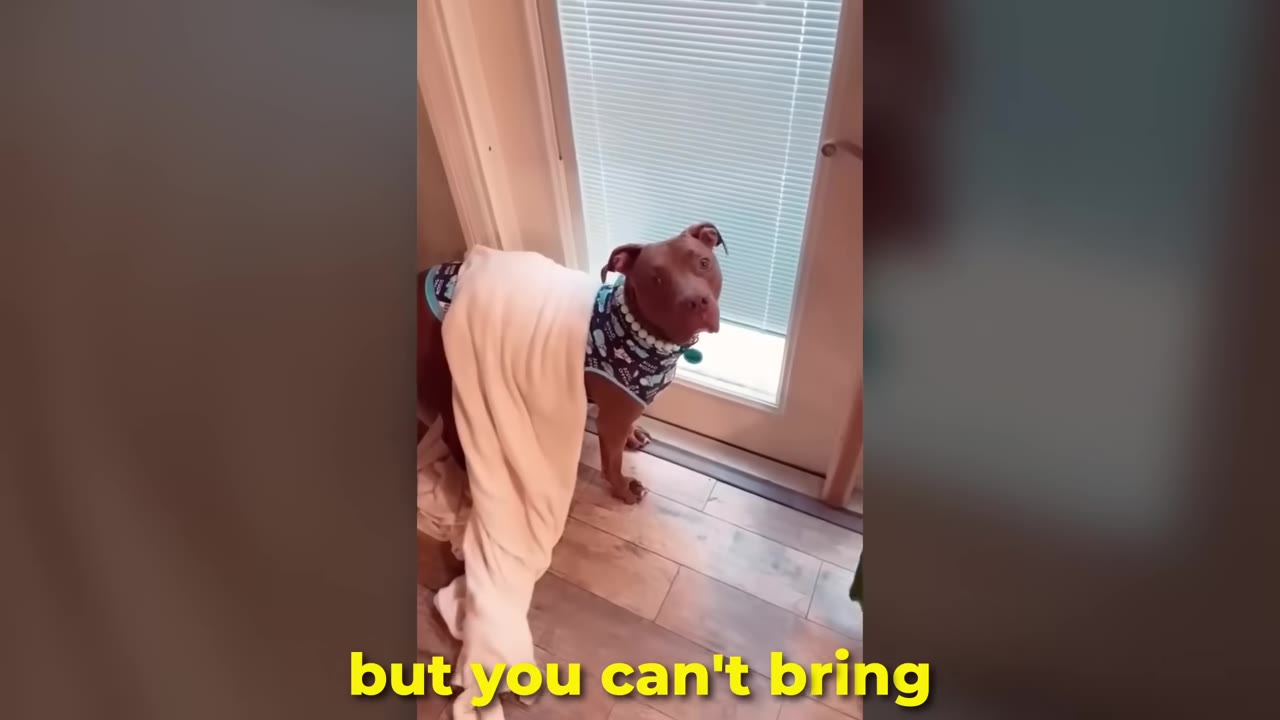 A brown pit bull wearing a patterned vest stands near a glass door with a white blanket draped over its back.