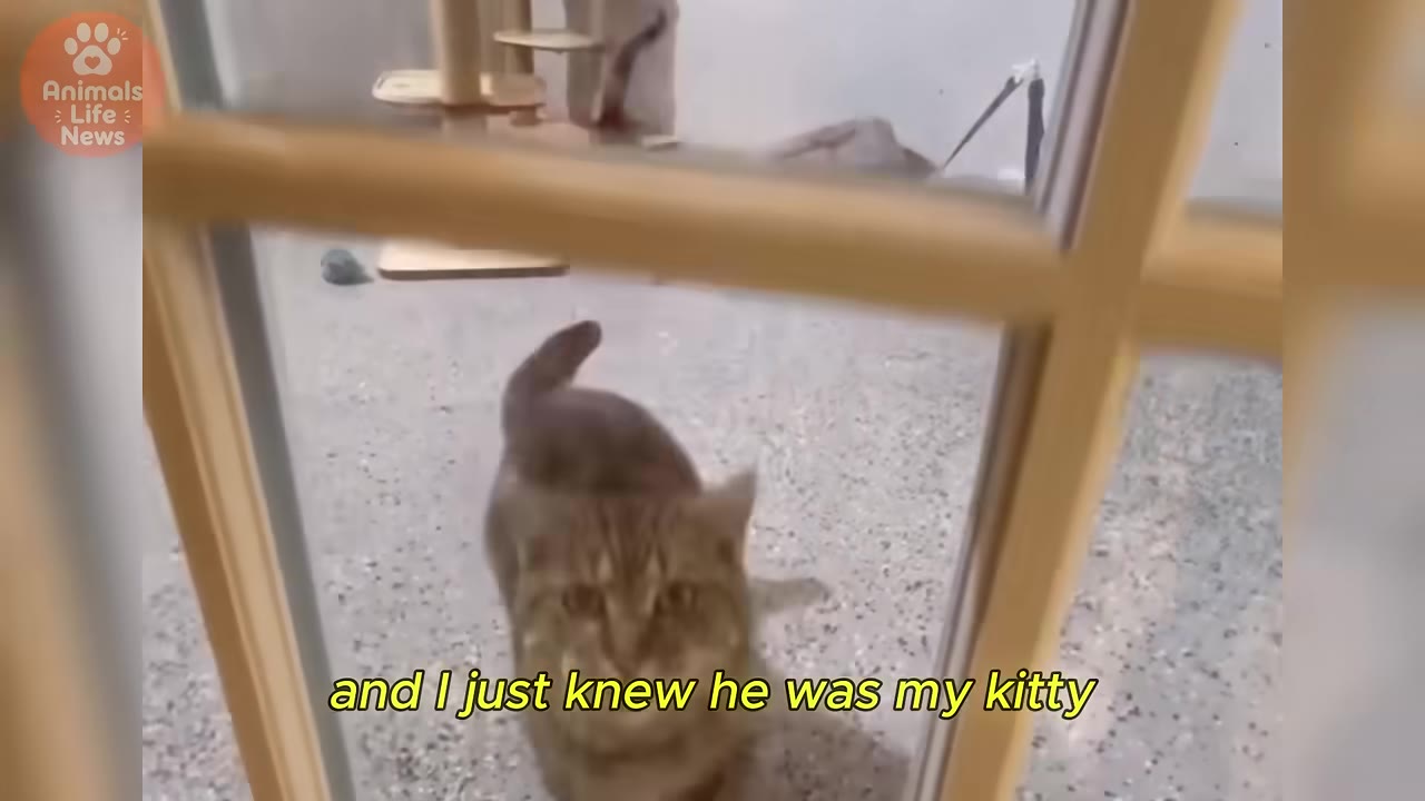 A brown tabby cat looks up through a glass window pane in a shelter room.
