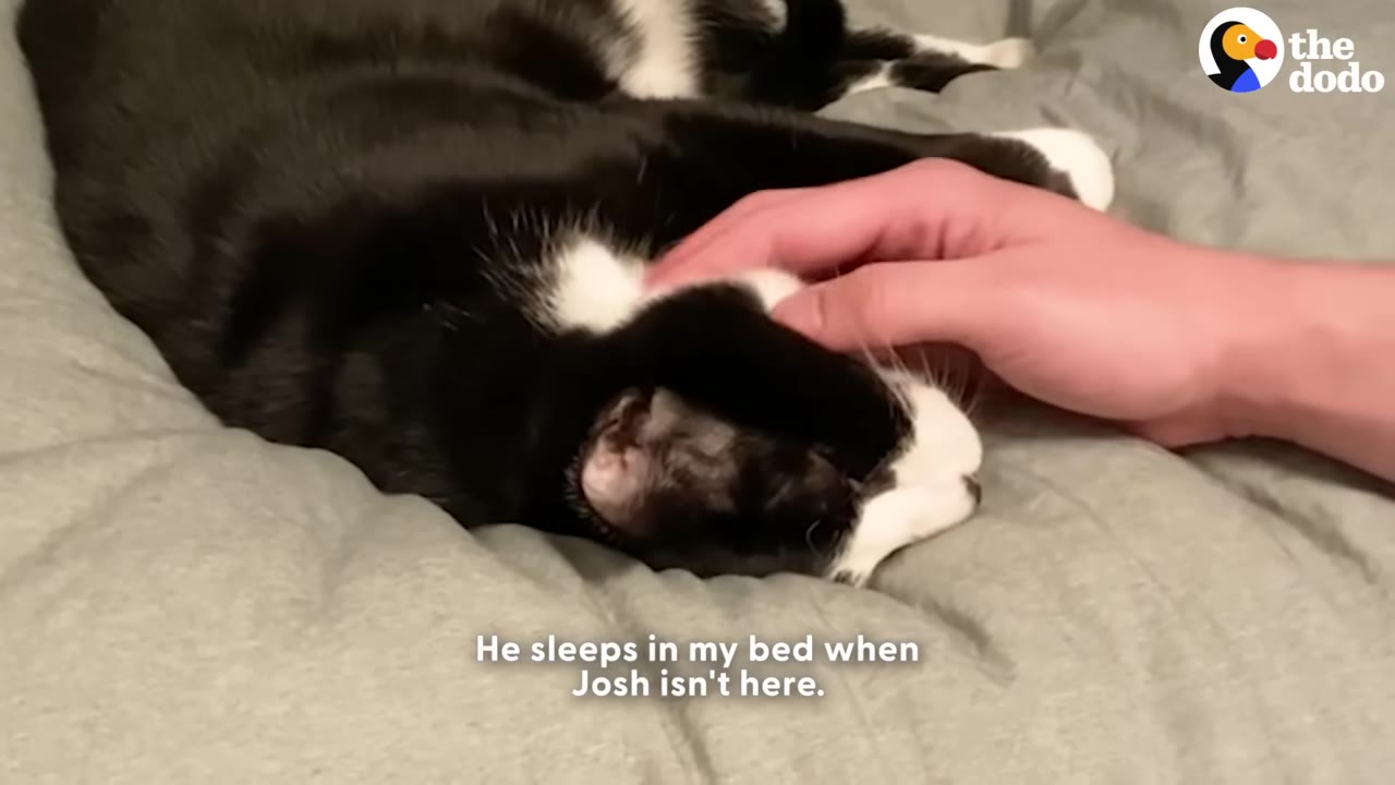 A close-up of a hand petting a black and white cat named Oreo as he lies on a grey bed.