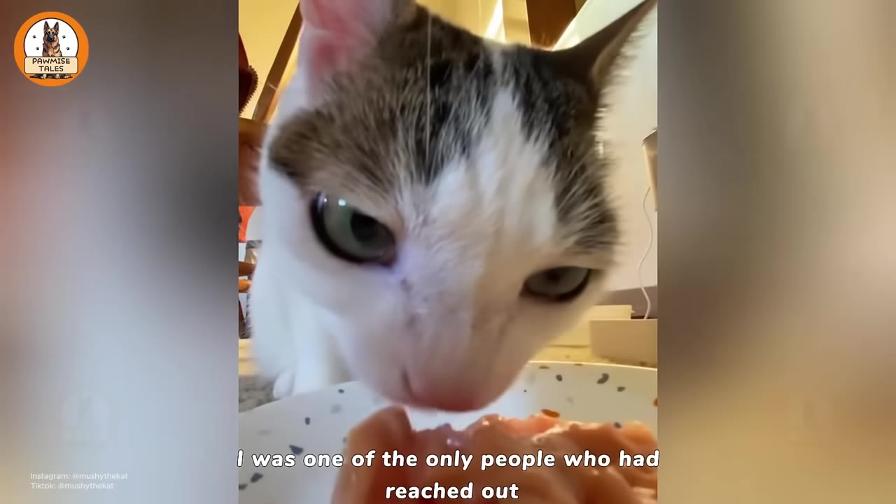 A close-up shot of a white cat with brown patches on its head, looking down at a plate of food, with text overlay reading 'I was one of the only people who had reached out'.