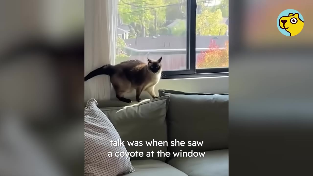 A Siamese cat stands alert on the back of a grey sofa next to a window, looking directly at the camera.