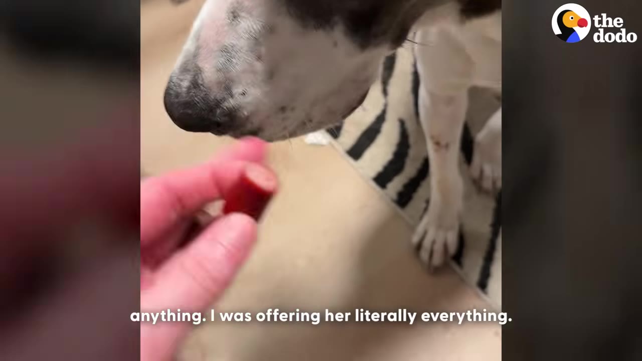 A close-up of a hand offering a small piece of sausage to a dog's nose, with the subtitle 'anything. I was offering her literally everything.'