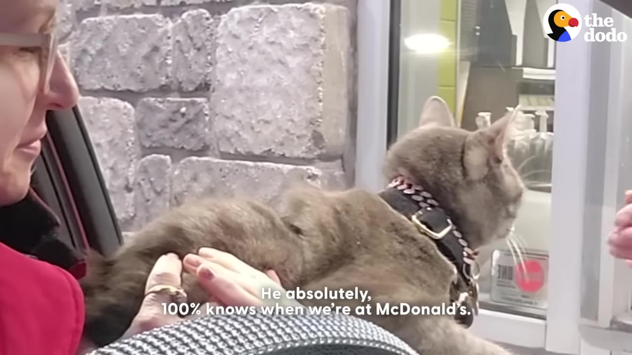 A grey cat wearing a collar looks out of a car window at a drive-thru window, with text on screen reading 'He absolutely, 100% knows when we're at McDonald's.'