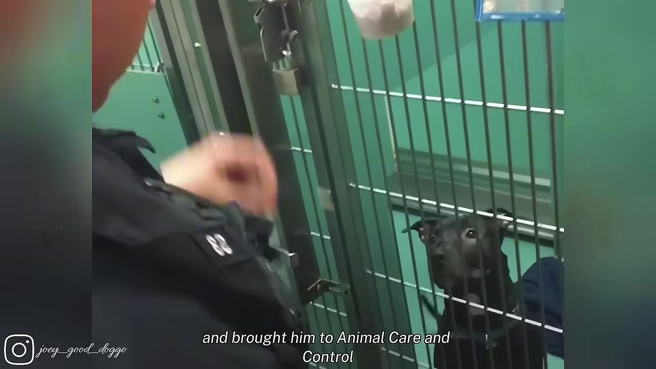 A close-up shot of a black dog looking up through the metal bars of a kennel at a police officer.