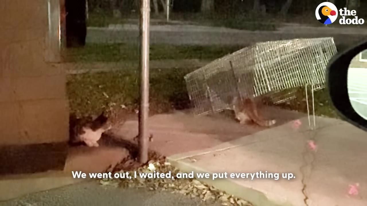 A drop trap propped up with a stick on a sidewalk at night, viewed from inside a vehicle, with a cat sitting near a building wall on the left.